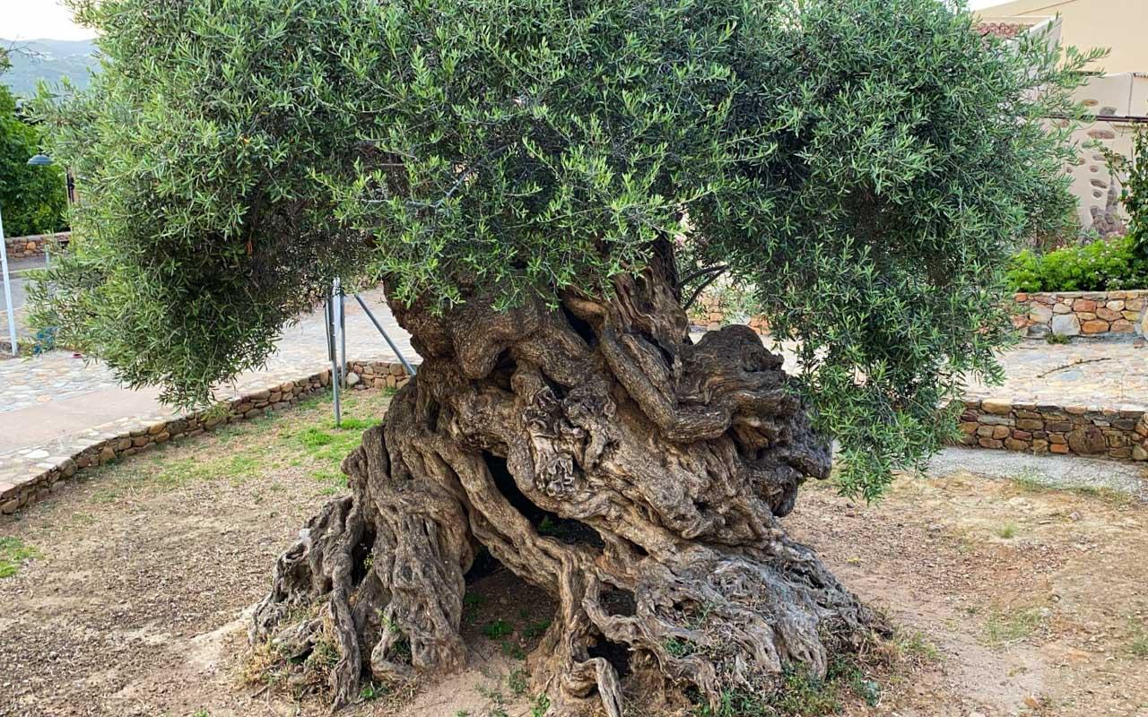 Avropanın ən böyük və ən qədim zeytun ağacları Yunanıstanın bu adalarındadır - FOTO