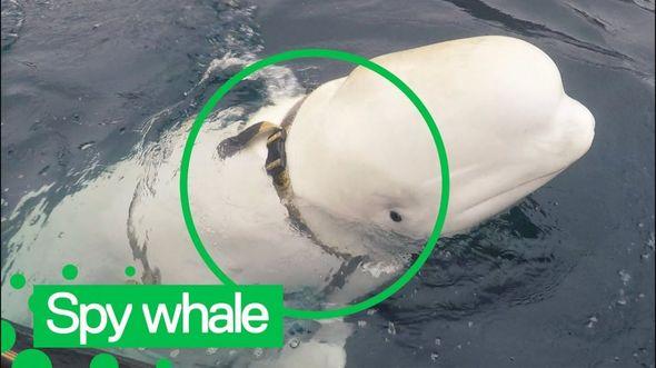 Rusların casus balinası yenidən ortaya çıxıb